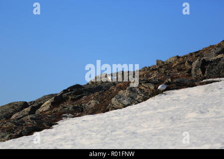 Ptarmigan/grouse On A Rocky And Snowy Mountain In The Spring Stock Photo