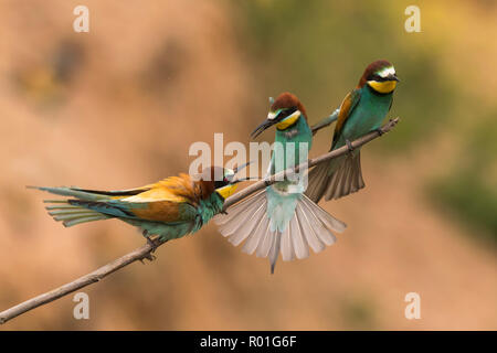 Three Bee-eaters (Merops apiaster) sitting on branch, Rhineland-Palatinate, Germany Stock Photo