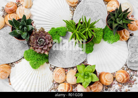 Beautiful decor with succulent plants, moss and seashells. Ornamental garden. Stock Photo