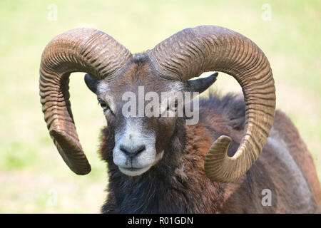 Portrait male mouflon of Corsican (Ovis aries orientalis) Stock Photo