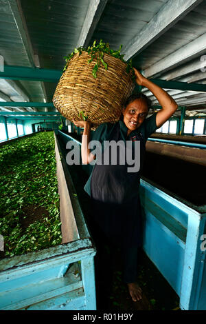 Tea picker works in factory, Glenloch tea plantation, Nuwara Eliya, Sri Lanka Stock Photo