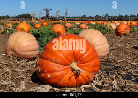Beautiful large, ripe pumpkins in pumpkin patch on a sunny day Stock Photo