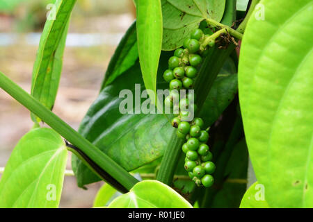 Close-up of fresh live green peper  Black pepper Stock Photo