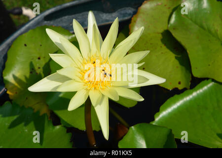 Lotus rare flower. Symbol of purity. Stock Photo