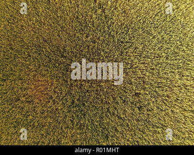 Ripening wheat. Green unripe wheat is a top view. Wheat field Stock Photo