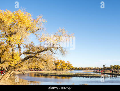 Inner Mongolia, Inner Mongolia, China. 1st Nov, 2018. Inner Mongolia, CHINA-Autumn scenery of populus forest in north ChinaÃ¢â‚¬â„¢s Inner Mongolia. Credit: SIPA Asia/ZUMA Wire/Alamy Live News Stock Photo