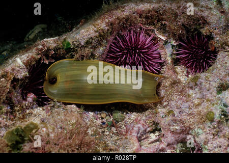 Swell shark, Cephaloscyllium ventriosum, is one of the few sharks to lay an egg . Here a baby emerges from its camouflaged egg case that resembles a b Stock Photo