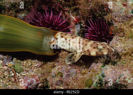 Swell shark, Cephaloscyllium ventriosum, is one of the few sharks to lay an egg . Here a baby emerges from its camouflaged egg case that resembles a b Stock Photo