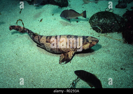 Swell shark, Cephaloscyllium ventriosum, is one of the few sharks to lay an egg . Its mottled pattern helps it blend into its kelp forest home, Califo Stock Photo