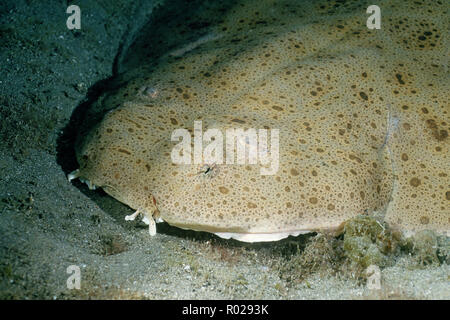 Pacific angel shark, Squatina californica, is found in the eastern Pacific . They are usually buried in the sand, where they wait to ambush a small fi Stock Photo
