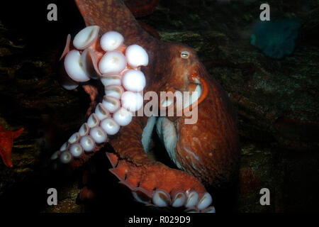 Giant Pacific octopus, Enteroctopus dofleini, captive Stock Photo