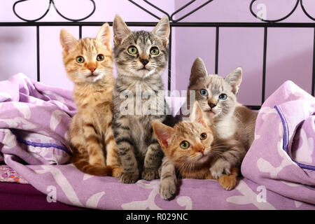 four kittens, 9 weeks old, lying on a bed (2 red tabby, black tabby, seal tabby point) Stock Photo