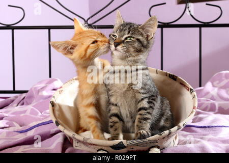 two kittens, 12 weeks old, red tabby and black tabby, cuddling Stock Photo