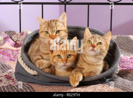 three ginger kittens, 2 month old, lying in a basket Stock Photo