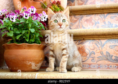 kitten, 3 month old, ginger, sitting on stairs Stock Photo