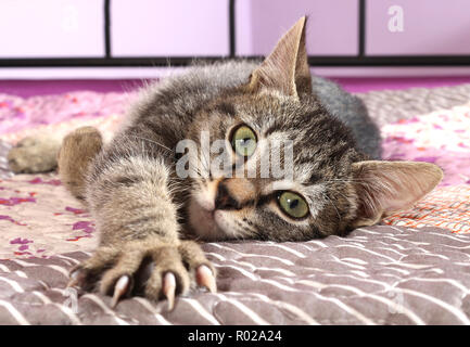 kitten, 3 month old, black tabby, lying on a bed, showing her crawls Stock Photo