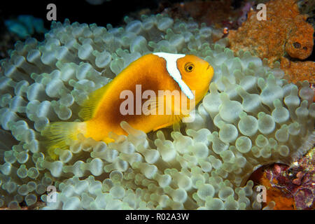 White-bonnet anemonefish, Amphiprion leucokranos, Fiji, Pacific Ocean Stock Photo