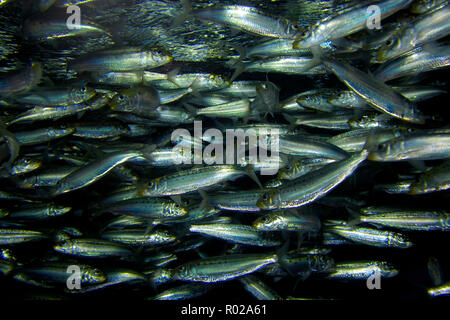 Pacific Sardine, Sardinops sagax, California, Pacific Ocean Stock Photo
