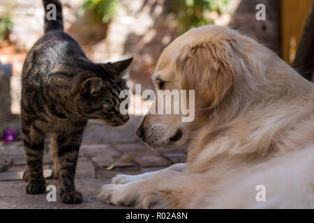 British tabby cat meets young golden retriever in sunny courtyard garden Stock Photo