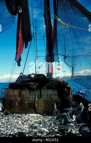 Trawl net bycatch from shrimp fishery, Sea of Cortez, Mexico Stock Photo