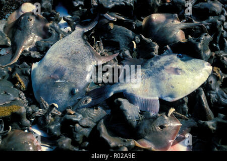 Trawl net bycatch from shrimp fishery, Sea of Cortez, Mexico Stock Photo