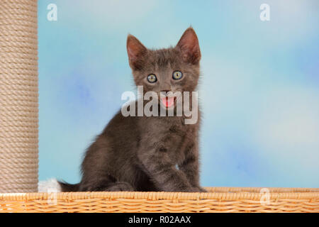 kitten, 7 weeks old, blue, Stock Photo