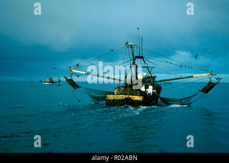 The destructive otter trawl nets drag the bottom for shrimp. 80-90% of the non-target animals are thrown back dead as incidental kill, Sea of Cortez,  Stock Photo