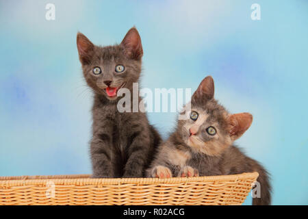 2 kitten, 7 weeks old, blue and tortie Stock Photo