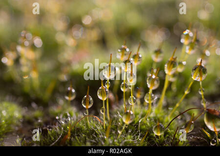 Morning water dew on mossy rich green grass, water droplets Stock Photo
