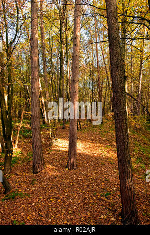 Autumnal landscape in a dense forest with withering trees Stock Photo