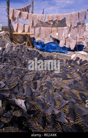 Shark fins drying in sun, Baja California, Mexico Stock Photo