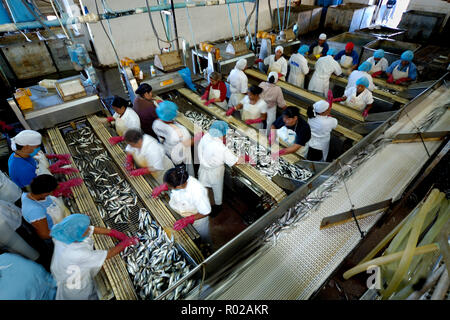 Sardine processing plant, Mexico Stock Photo