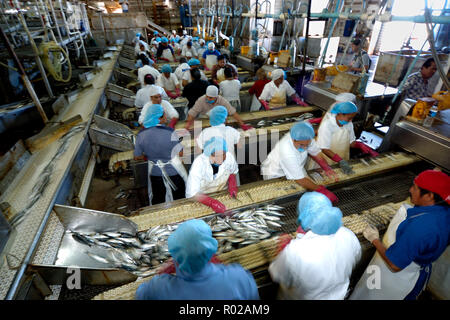 Sardine processing plant, Mexico Stock Photo