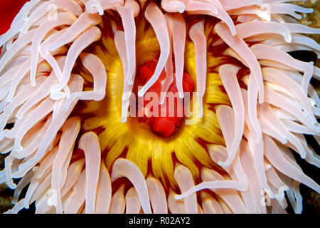 Fish-eating anemone, Urticina piscivora, Monterey, California, Pacific Ocean Stock Photo