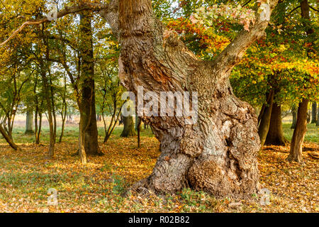 An aged oak tree in the old forest in Jaegersborg, Copenhagen in Denmark. Orange, brown and green colors in autumn. A grumpy humanlike face might be s Stock Photo