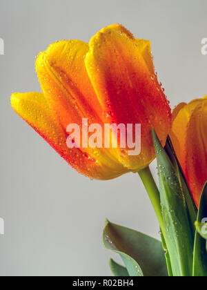 Tulips,Tulipa form a genus of spring-blooming perennial herbaceous bulbiferous geophytes Stock Photo