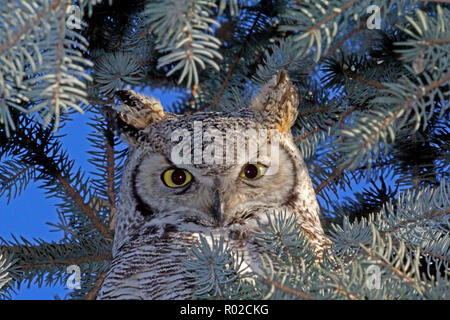 Great Horned Owl (Bubo virginianus), Found in most habitats in North America - swamps to deserts to northern coniferous forest near treeline. Stock Photo