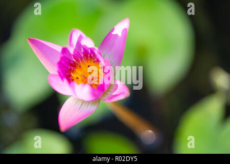 High angle view of lotus flower in water basin, blurred background Stock Photo