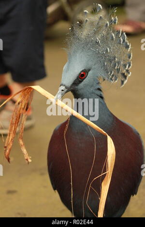 Victoria Crowned Pigeon in the indoor aviary at the NC Zoo in Asheboro, NC Stock Photo