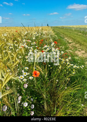 Barley field and flowering field edge with red poppy (Papaver rhoeas), Germany Stock Photo