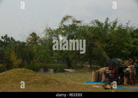 People working a rice threshing machine. Japan,Nagano Prefecture Stock