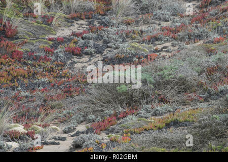 A colorful assortment of beach plants grow on the sandy dunes near the beach in Point Reyes, CA. Stock Photo