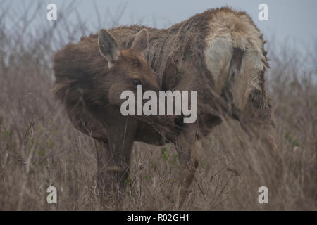 A female  tule elk (Cervus canadensis nannodes) scratching an itch on a foggy afternoon in Pt Reyes National Seashore in California. Stock Photo