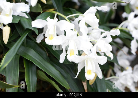 Coelogyne cristata var. lemoniana flowers growing in a protected environment. Stock Photo