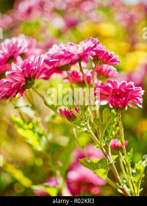 Autumn chrysanthemum scenery in Korea Stock Photo