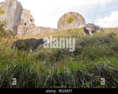 beautiful herdwick sheep grazing on hillside top grass corfe castle dorset ; Dorset; England; UK Stock Photo