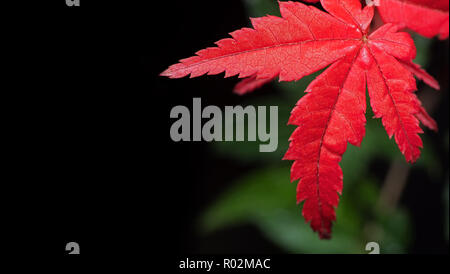 Closeup Red Maple Leaf Isolated on Nature Background with Space Stock Photo
