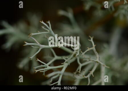 White moss  texture in the light of the morning sun in the wild nature Stock Photo