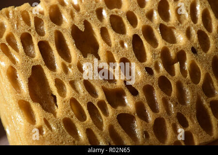 perforated surface of a sponge background, extreme macro of big porous dry sponge bizarre look Stock Photo