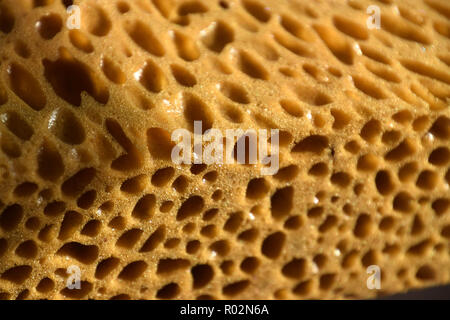 extreme macro of big porous dry sponge bizarre look, brown sponge background Stock Photo